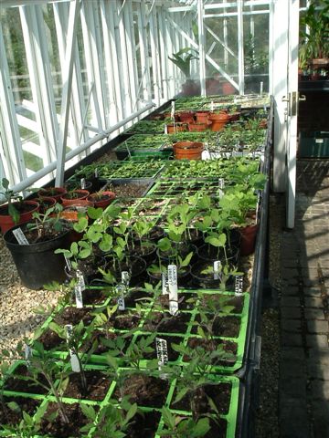 Starting plants off in a greenhouse in spring